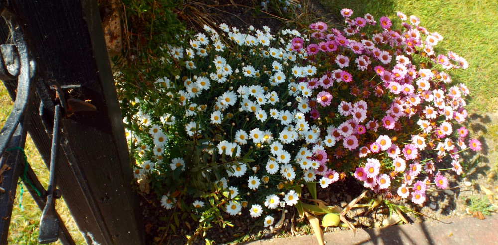 Peninsula daisies (Picture: Nub News)