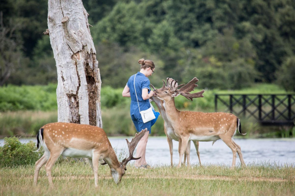 Feeding deer puts visitors at risk (credit The Royal Parks)