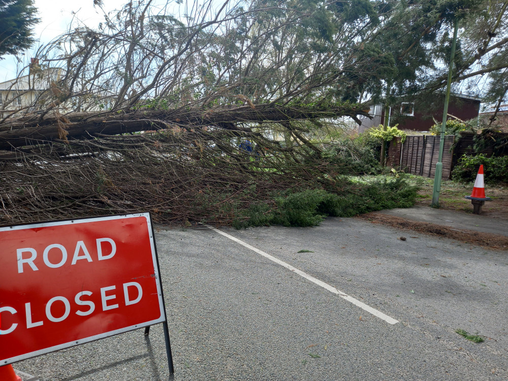 Tree blocks top of Bristol Hill (Picture: Nub News)