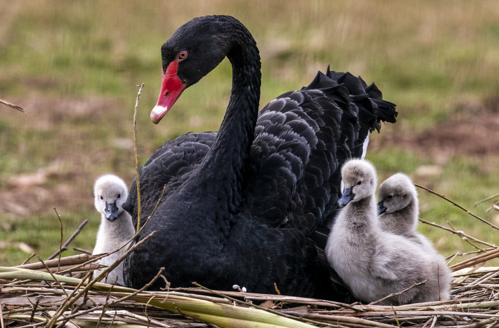 Mucky duck with cygnets (Picture: SWNS