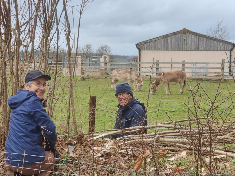 Volunteers help with hedge-laying at The Donkey Sanctuary (TDC)