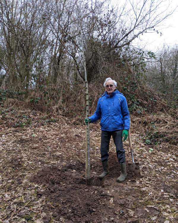 Tom Blundell, tree warden and member of Hob Hey Wood Friends Group, plants the disease-resistant elm