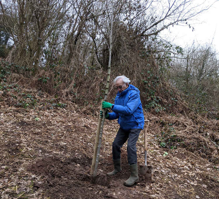 Tom Blundell, tree warden and member of Hob Hey Wood Friends Group, plants the disease-resistant elm