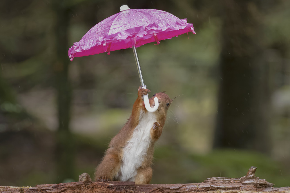 Singing in the rain (Picture: David Robertshaw/SWNS))