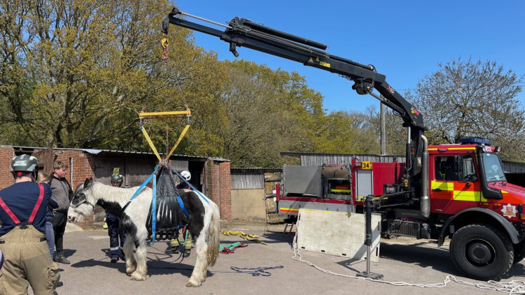 The horse was lifted by special equipment while a vet stands by. 