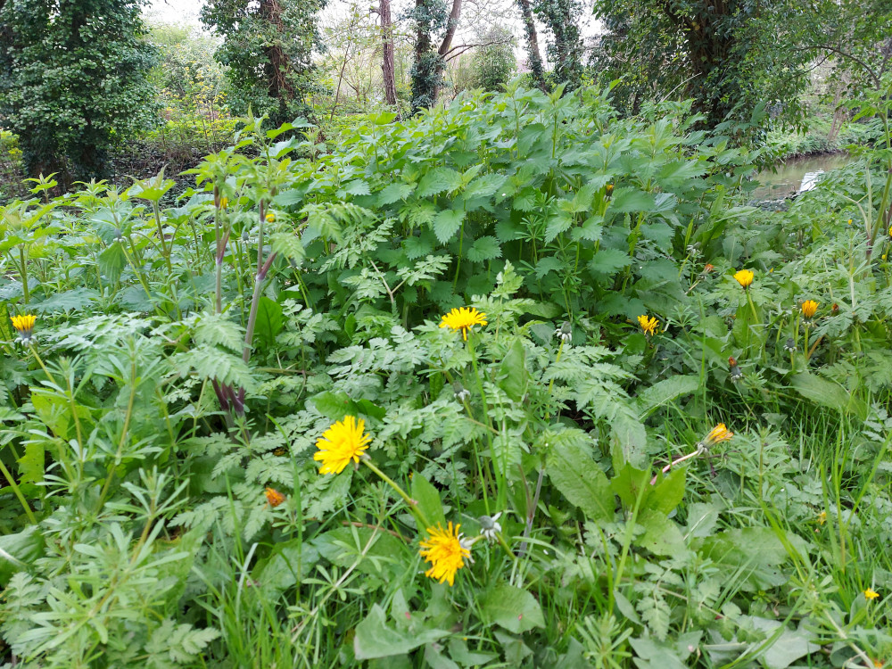 Dandelions along the river banks in Welsh Mill in Frome 