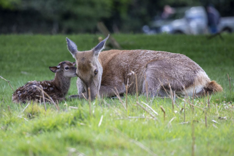 The return of 'dogs on leads' at both Bushy and Richmond Park is to return from 1st May to protect dogs and deer during the deer birthing season (Credit: Cathy Cooper)