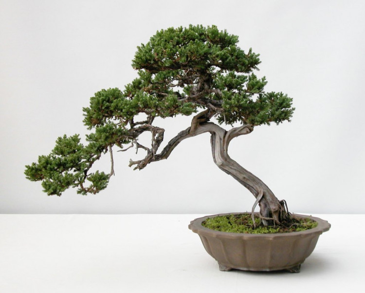 Bonsai Show Bonsai Show
