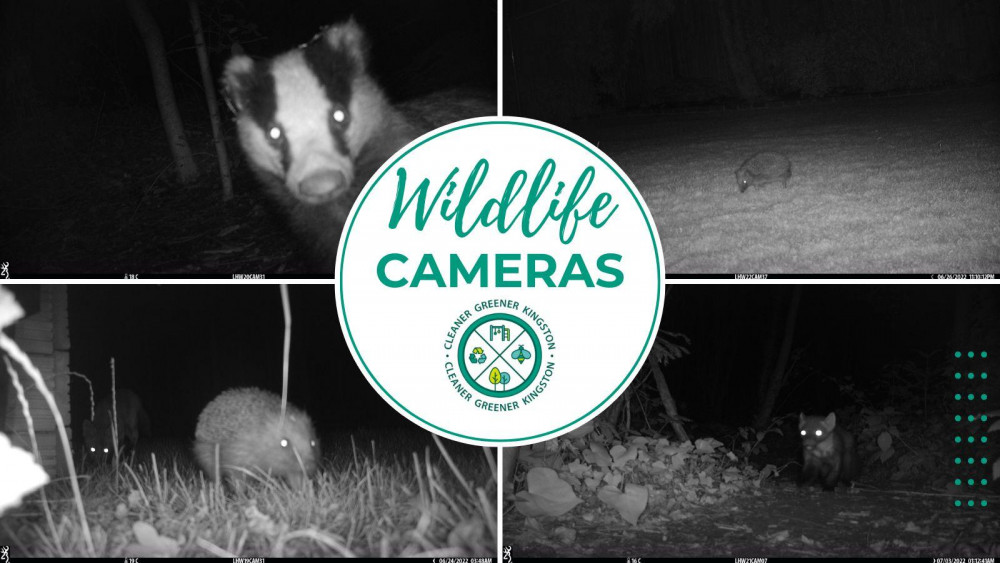 A new wildlife camera network is coming to Kingston to help better understand and protect the borough's most elusive residents (Credit: Kingston Council)