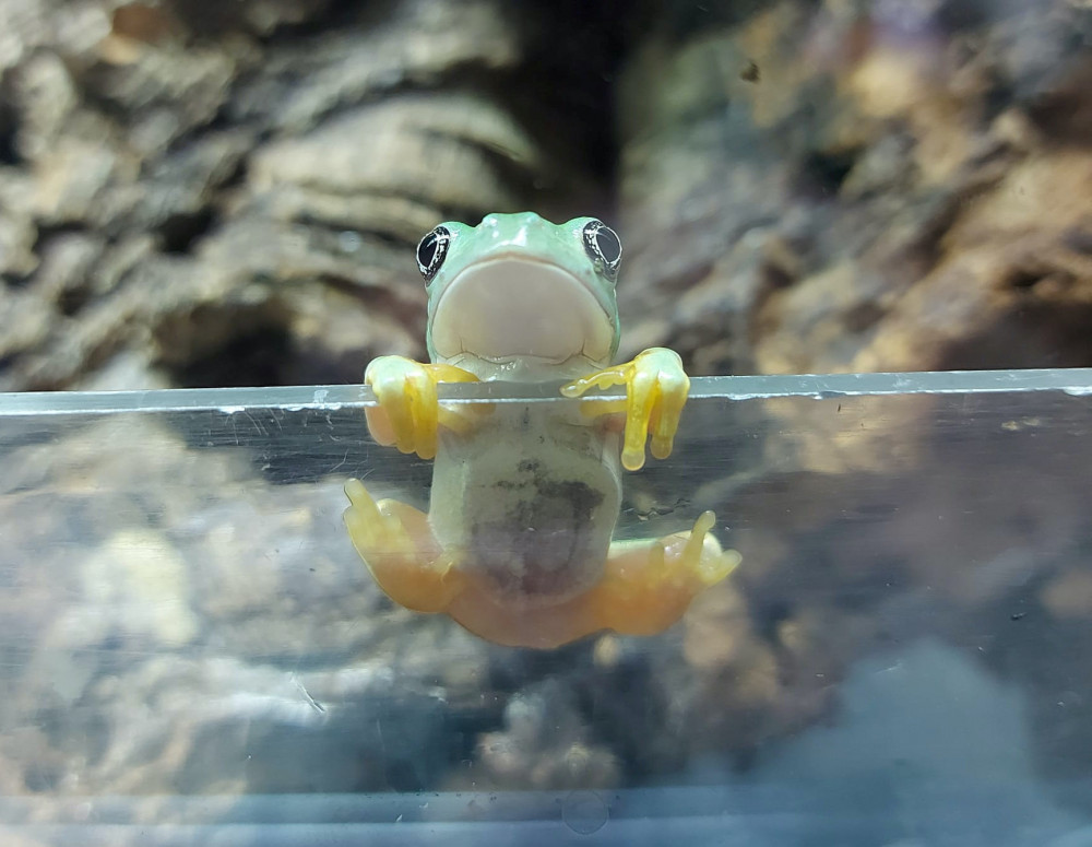 Giant Mexican Green Leaf Frog (Picture: SWNS)