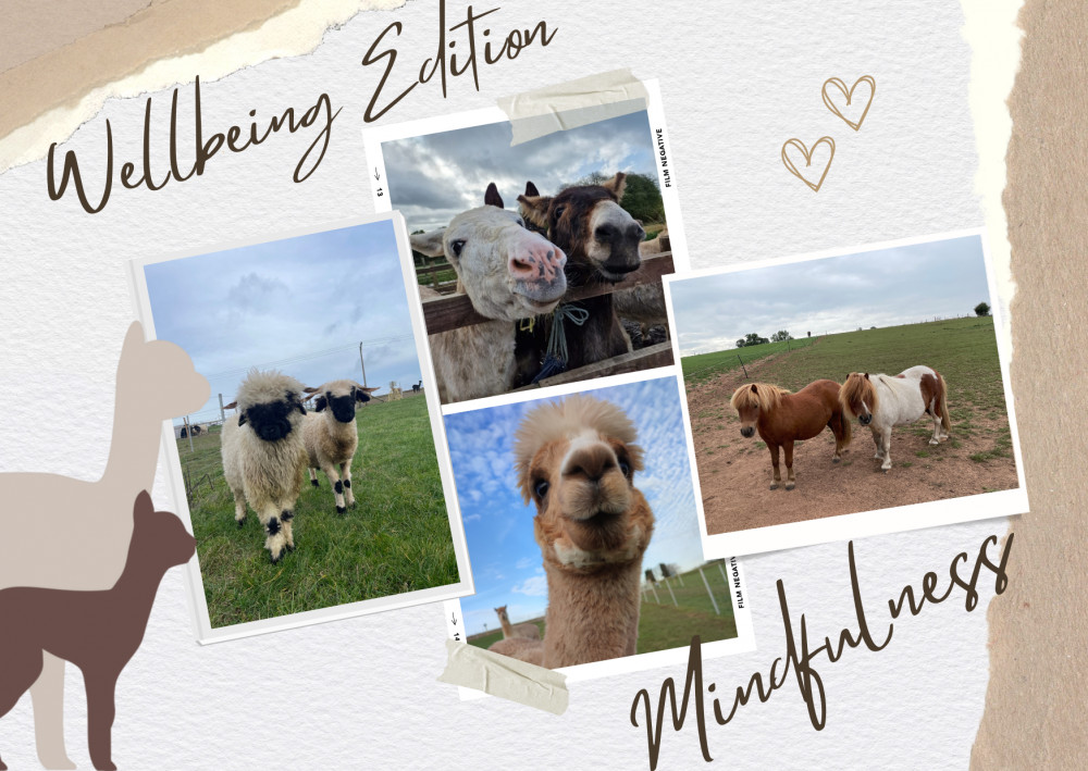 Wellness Session With An Animal Close Encounter at Charnwood Forest Alpacas, Boundary near Ashby de la Zouch