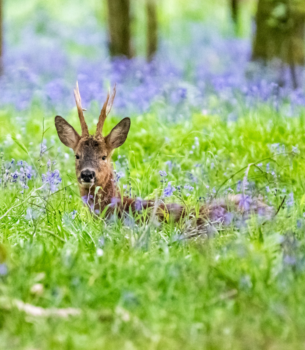 Bluebells in wood (Picture: Nub News)