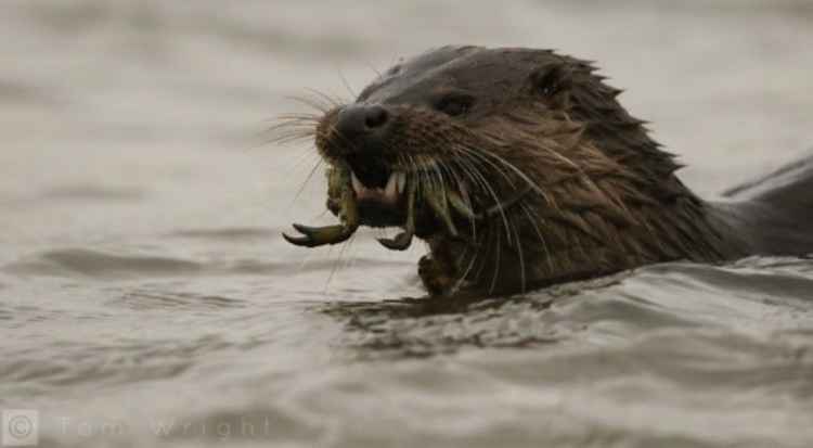 An otter in the Ogmore Estuary