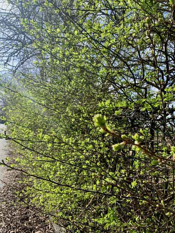 The hedgerows are bursting into life on Queensway!