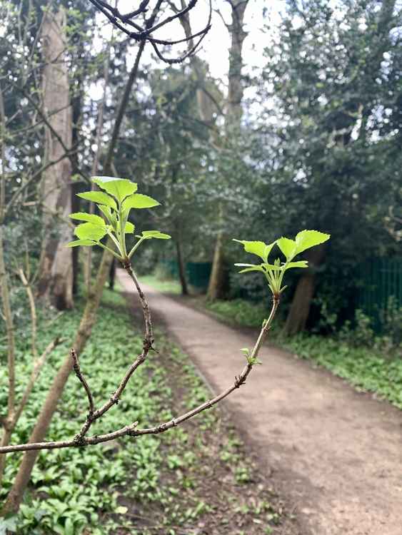 Fresh leaves emerging in Castle Park