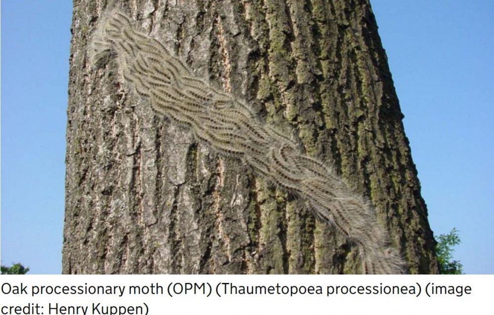 Colony of caterpillars (Credit https://www.gov.uk/guidance/managing-oak-processionary-moth-in-england#oak-processionary-moth-opm-thaumetopoea-processionea)