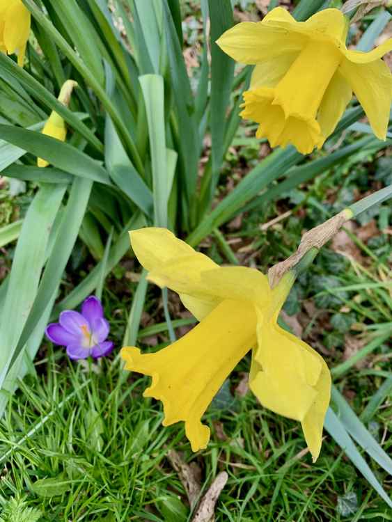 Daffodils and crocuses