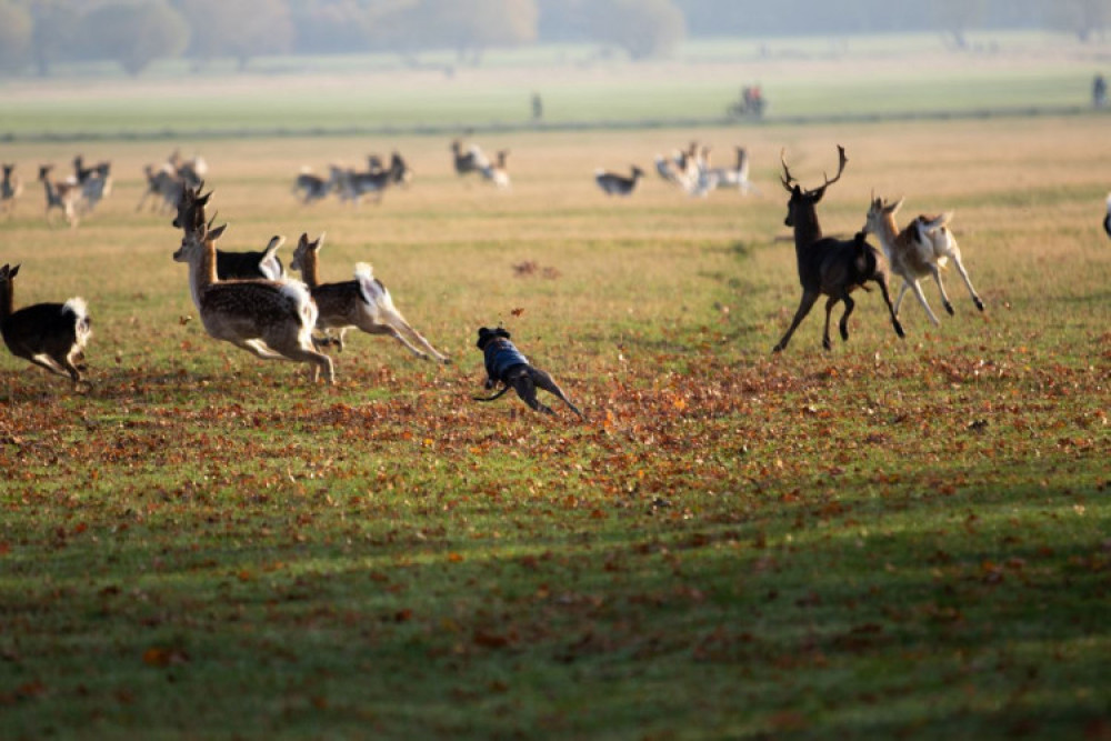 Leads on dogs is currently compulsory in Bushy and Richmond Park due to the deer birthing season which runs from May 1st - July 31st, where around 300 deer will be born across both parklands (Credit: Royal Parks)