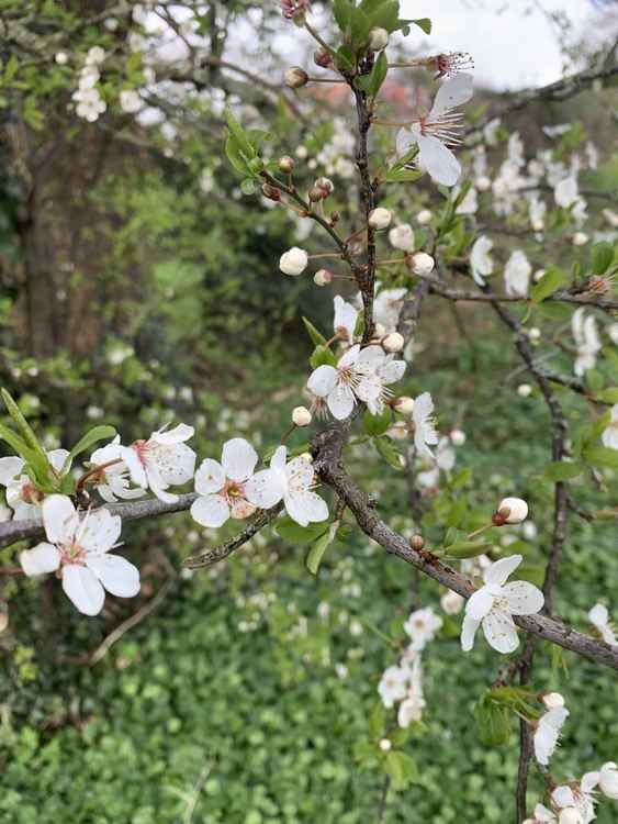Blossom in Manley