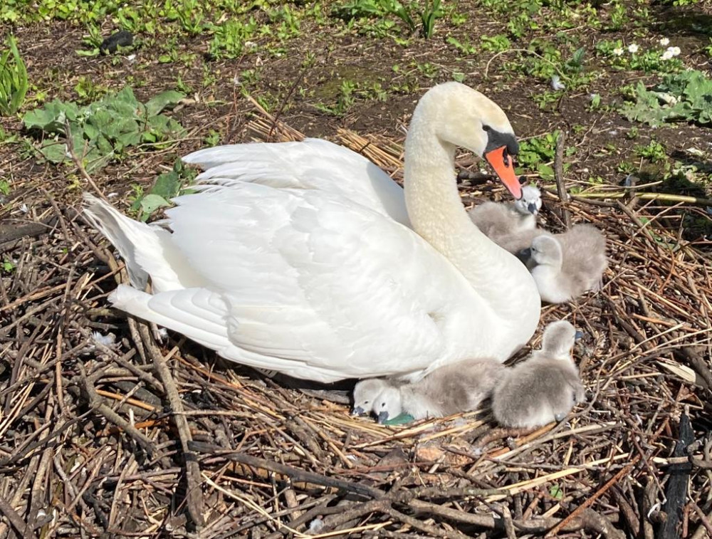 Making their debut, the first cygnets of 2023 at Abbotsbury Swannery hatched on coronation day (photo credit: Abbotsbury Swannery)