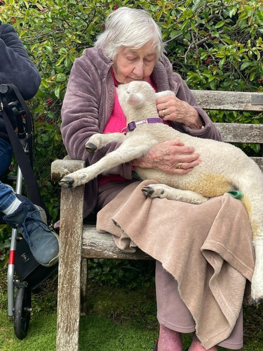 One of the visiting lambs meets residents at The Seaton care home