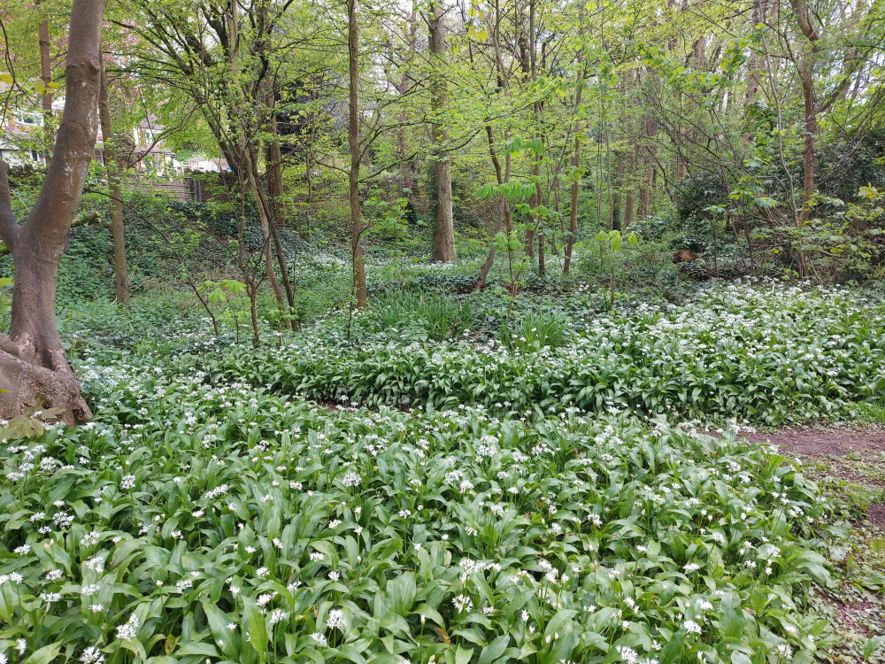 Garlic gathering not hard to do in Frome right now - sadly not a paid role