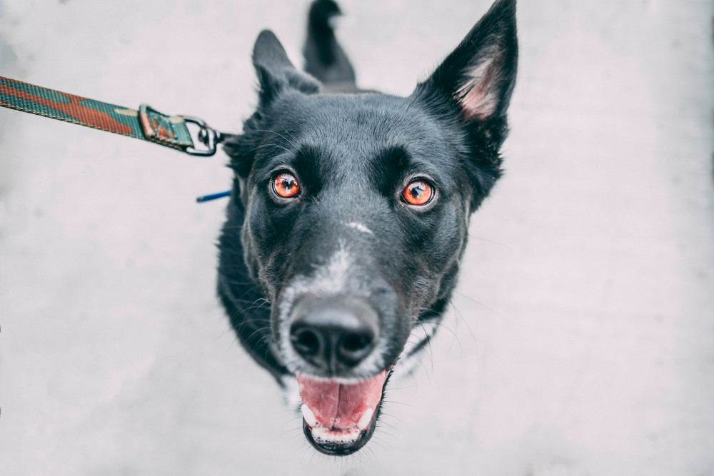 The social media post, which rapidly gained traction, warned dog owners in the Shepton Mallet, Wells and Glastonbury areas of individuals targeting dogs