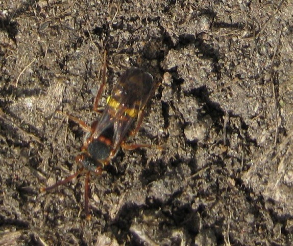 a photo of the Nomad Bee recorded by local volunteer Susan Acton Campell 