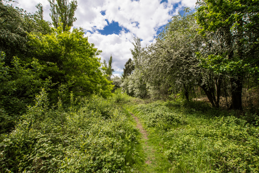 Ufton Fields Nature Reserve is a former limestone quarry that has been allowed to renaturalise (image by Steven Cheshire)