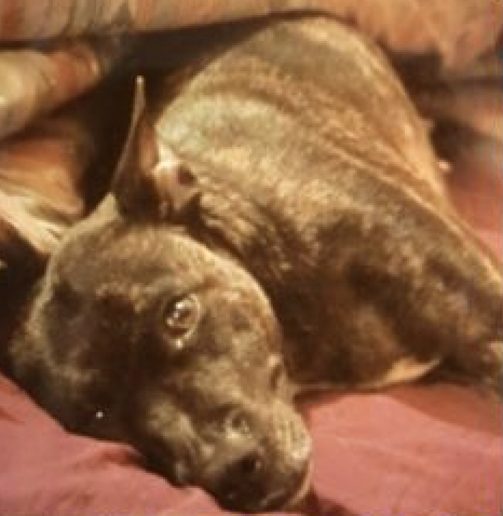 Stolen: Have you seen missing dog Marmite Stolen: Have you seen missing dog Marmite