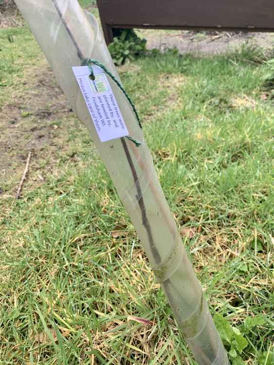 Trees planted by members of Frodsham WI