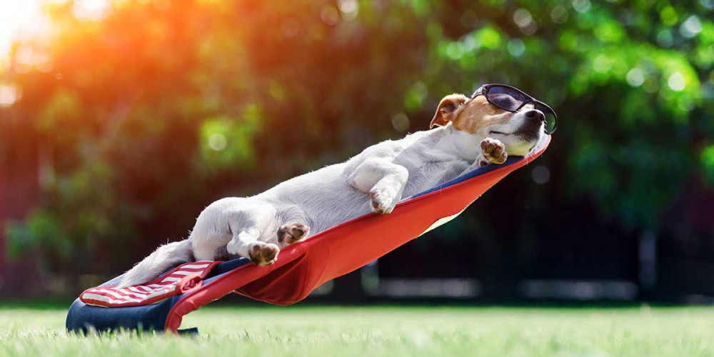 Top tips on how to keep your dog happy and healthy in the hot weather