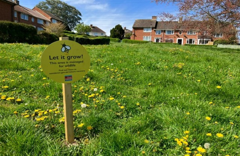 Some green spaces and verges are being left to grow to promote biodiversity