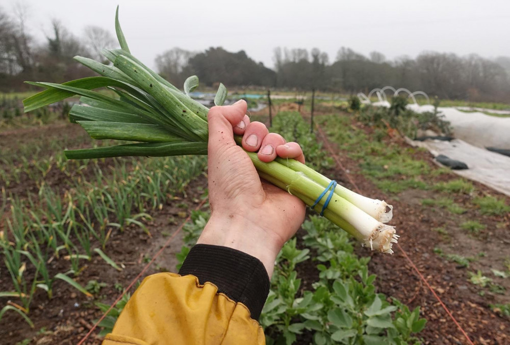 Veg being grown at the Loveland site (Image: Falmouth Food Co-op) 