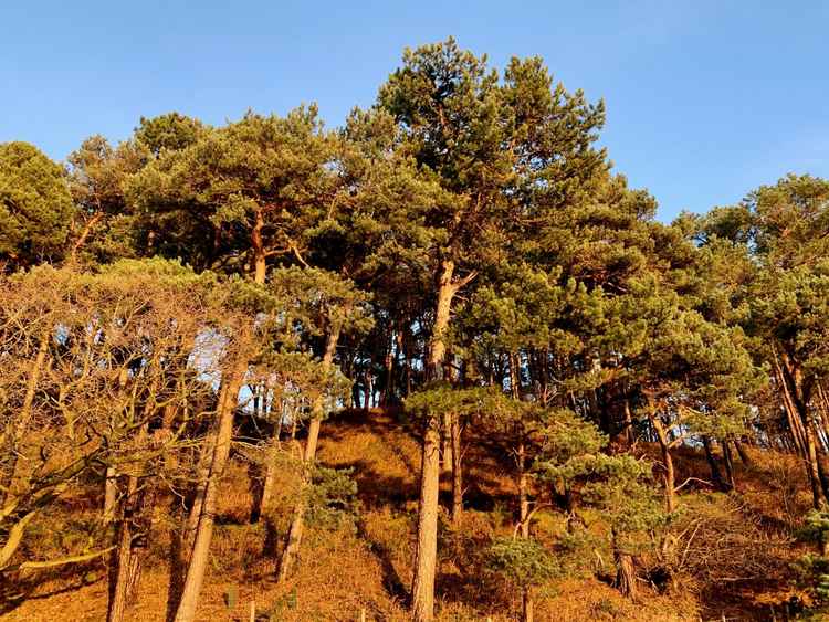 The trees of Simmondshill Wood