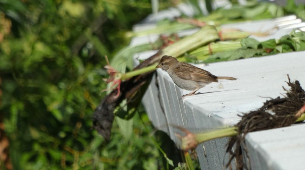 A new study has rated Kingston University among the top institutions in the country for its efforts to conserve and protect wildlife (Credit: Kingston University)