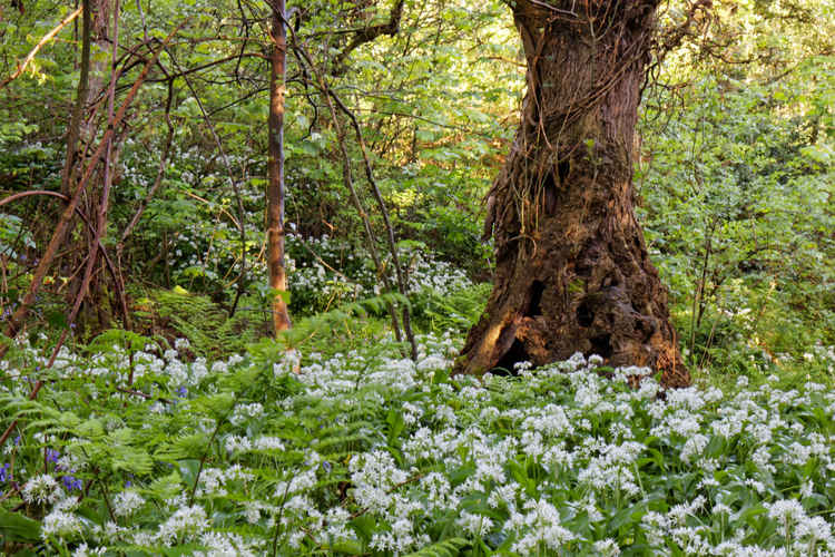 Wild garlic. Image: Mark O'Sullivan