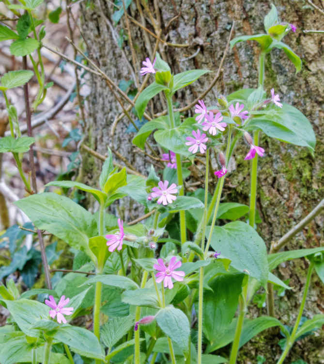 Red campion. Image: Mark O'Sullivan