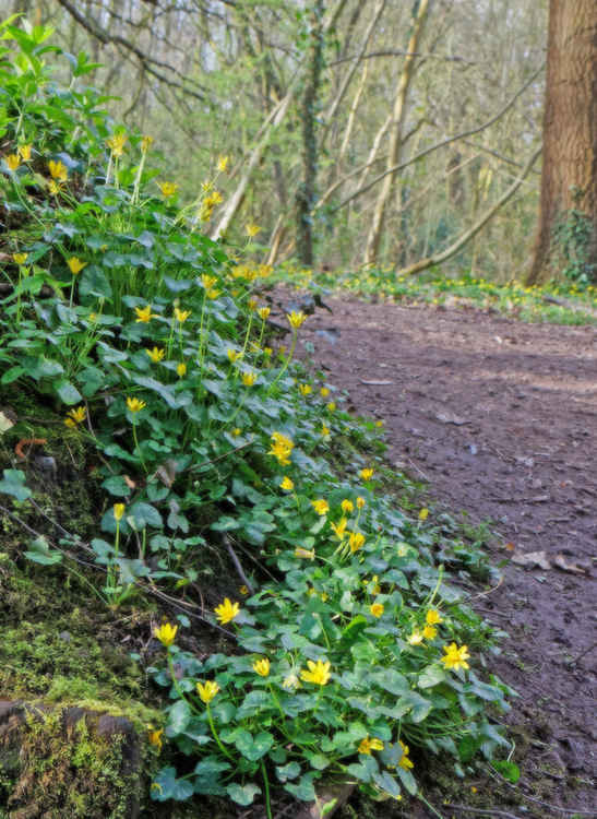 Lesser celandine. Image: Mark O'Sullivan