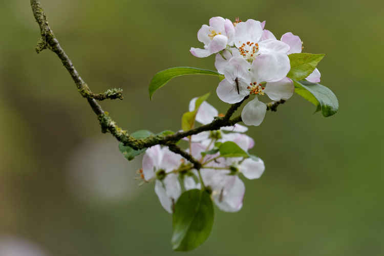 Apple blossom. Image: Mark O'Sullivan