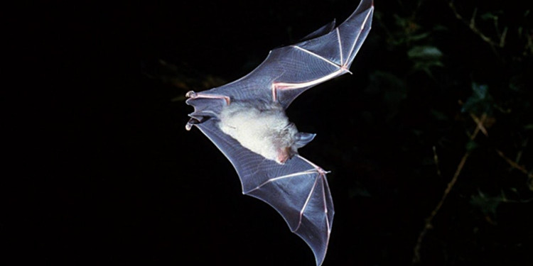 A series of free bat detecting walks are planned at three sites in the East Devon Area of Outstanding Natural Beauty