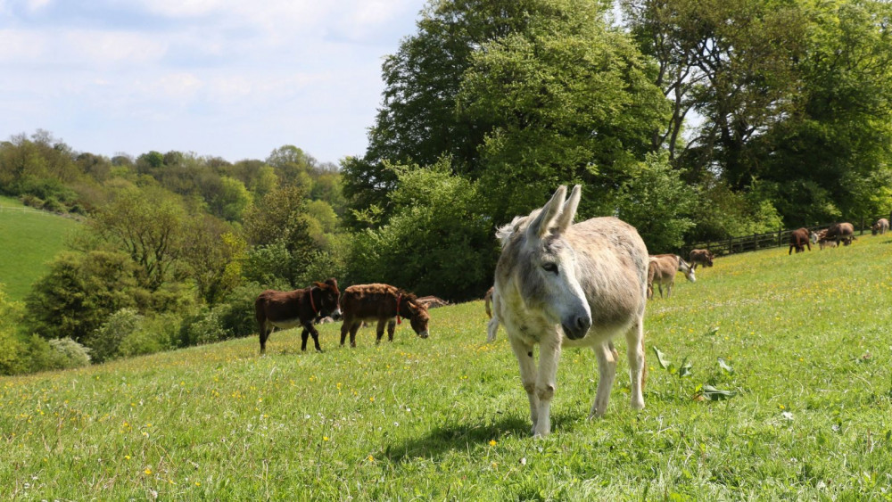 Donkeys at The Donkey Sanctuary, Sidmouth (The Donkey Sanctuary)