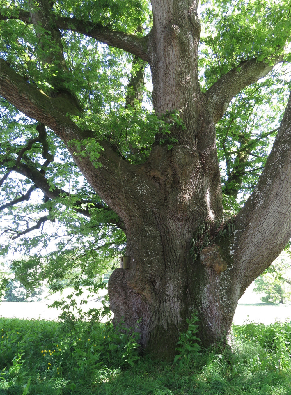 An oak tree in Frome 