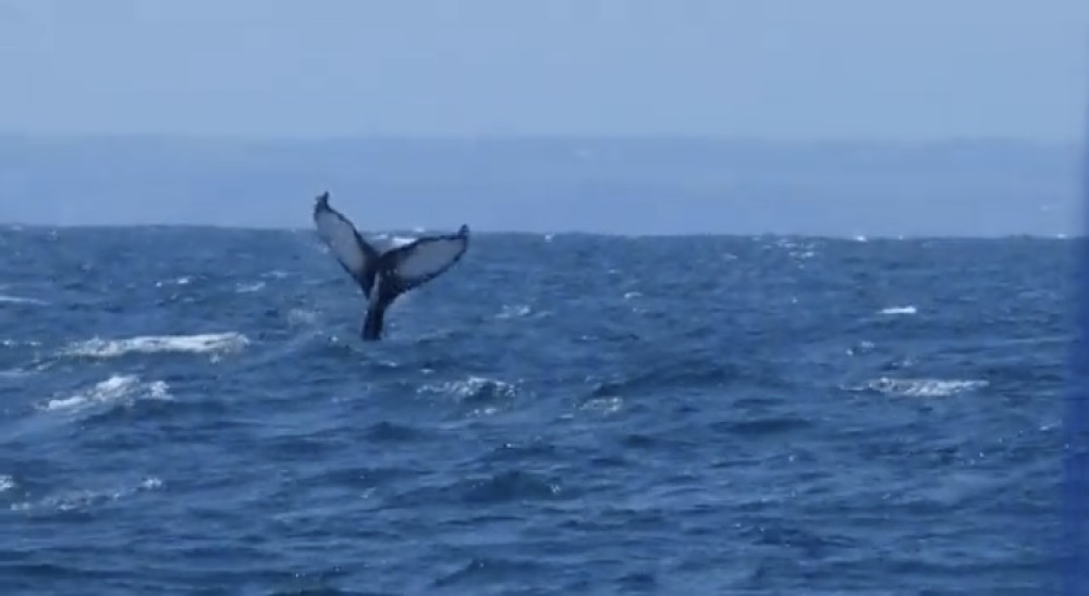 Humpback Whale in Falmouth (Image: Screenshot from Evocean Sailing video)