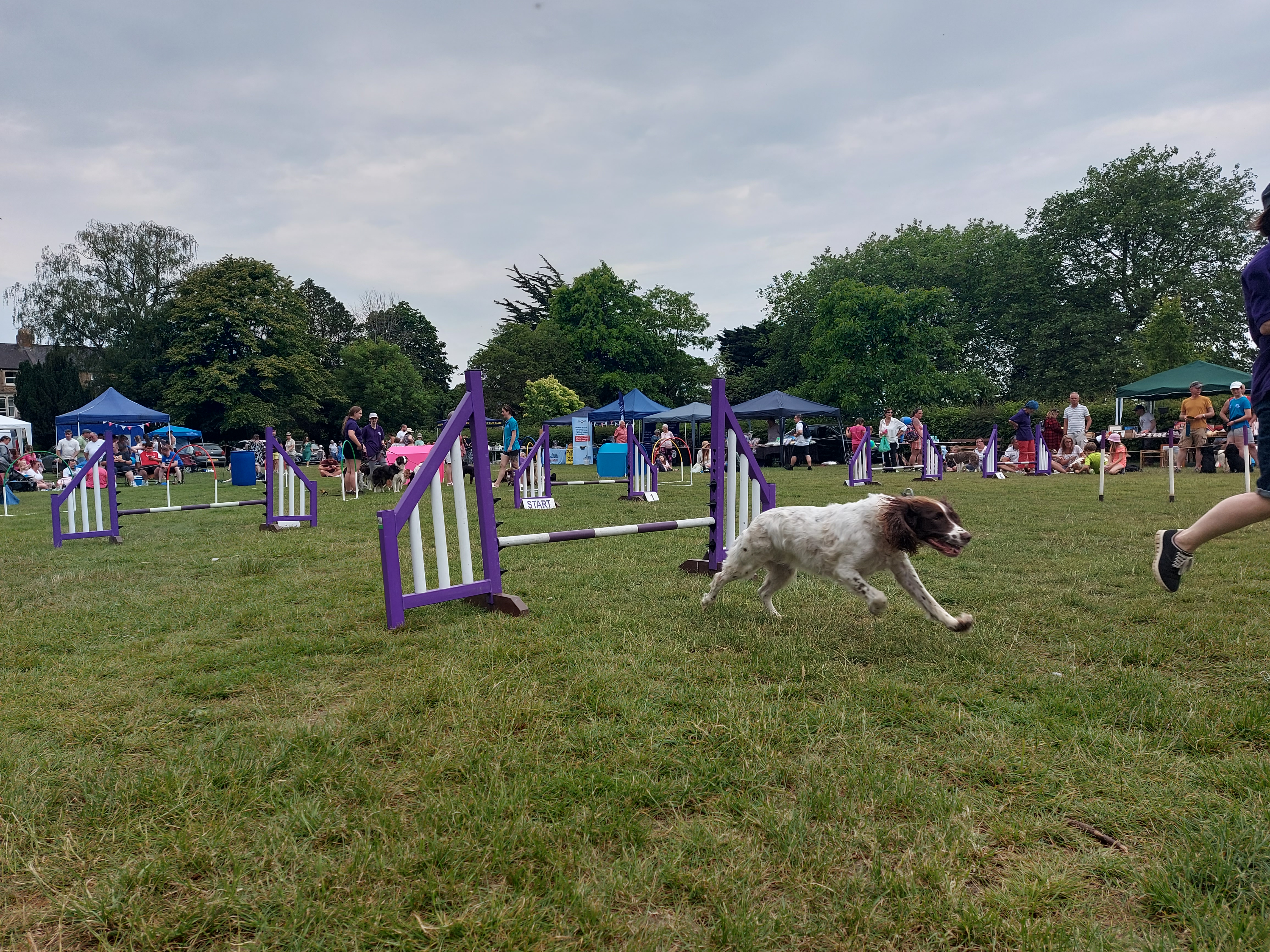 Running to catch up with a fab dog display 