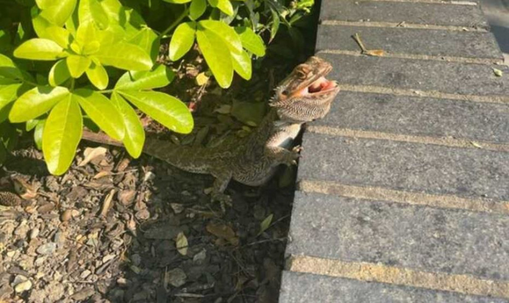 Bearded Dragon sunbathing in Waldegrave Road (Credit Milly Gunn)