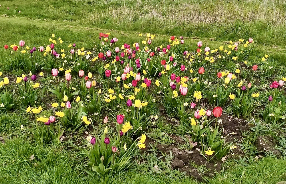 Bulbs from last year's Green Shoots Grants Scheme funding