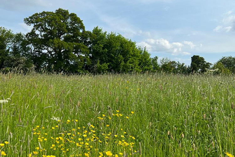 The Packsaddle Fields are an Asset of Community Value and registered green space