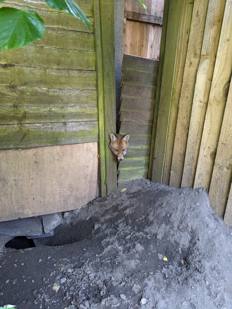 A fox cub who got his head jammed in a broken fence in Teddington, has been rescued by the RSPCA and released back into the wild unharmed (Credit: RSPCA) 