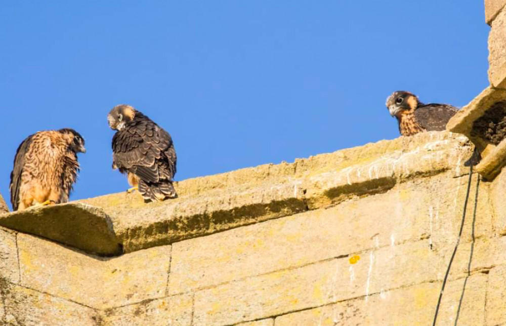 The youngsters were captured by a local man. Image credit: Edward Nigel Jolley / Stamford Peregrines / screenshot. 